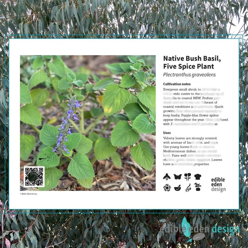 Native Bush Basil, Five Spice Plant - Bush Food Plant ID Interpretive Sign