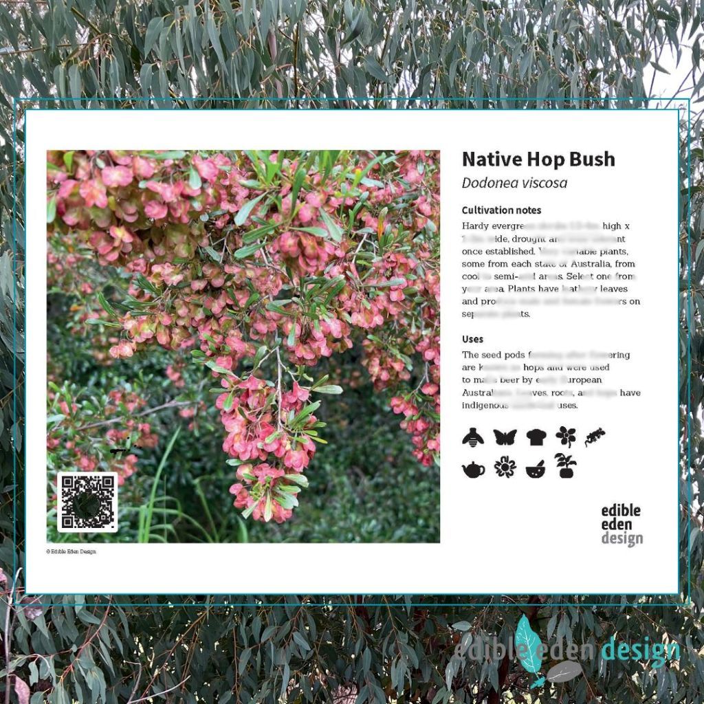 Native Hop Bush - Bush Food Plant ID Interpretive Sign