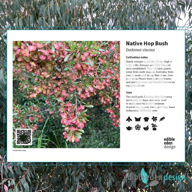 Native Hop Bush - Bush Food Plant ID Interpretive Sign