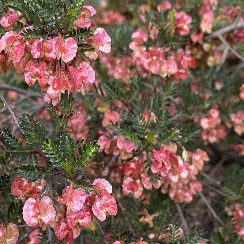 Native Hop Bush - Bush Food Plant ID Interpretive Sign