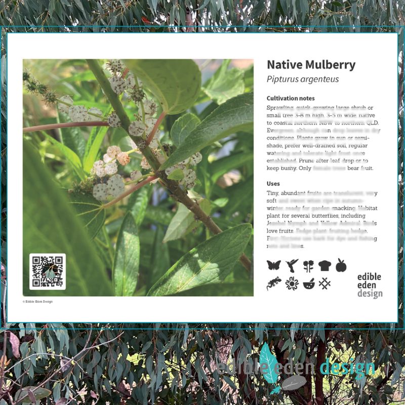 Native Mulberry - Bush Food Plant ID Interpretive Sign Native Mulberry - Bush Food Plant ID Interpretive Sign