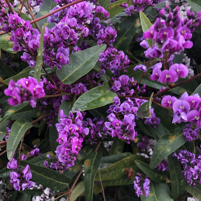 Native Sarsaparilla - Bush Food Plant ID Interpretive Sign