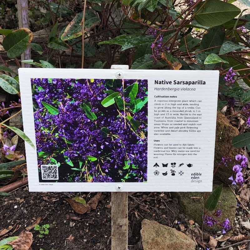 Native Sarsaparilla - Bush Food Plant ID Interpretive Sign