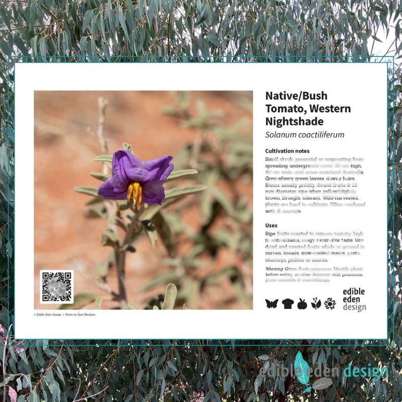 Native/Bush Tomato, Western Nightshade - Bush Food Plant ID Interpretive Sign Native/Bush Tomato, Western Nightshade - Bush Food Plant ID Interpretive Sign