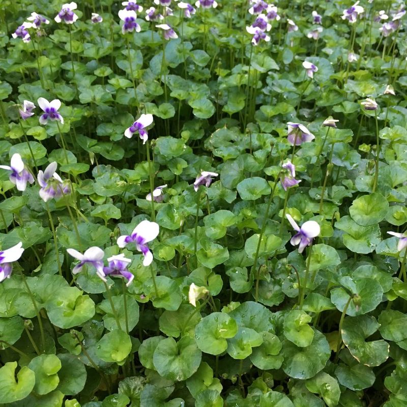 Native Violet - Bush Food Plant ID Interpretive Sign