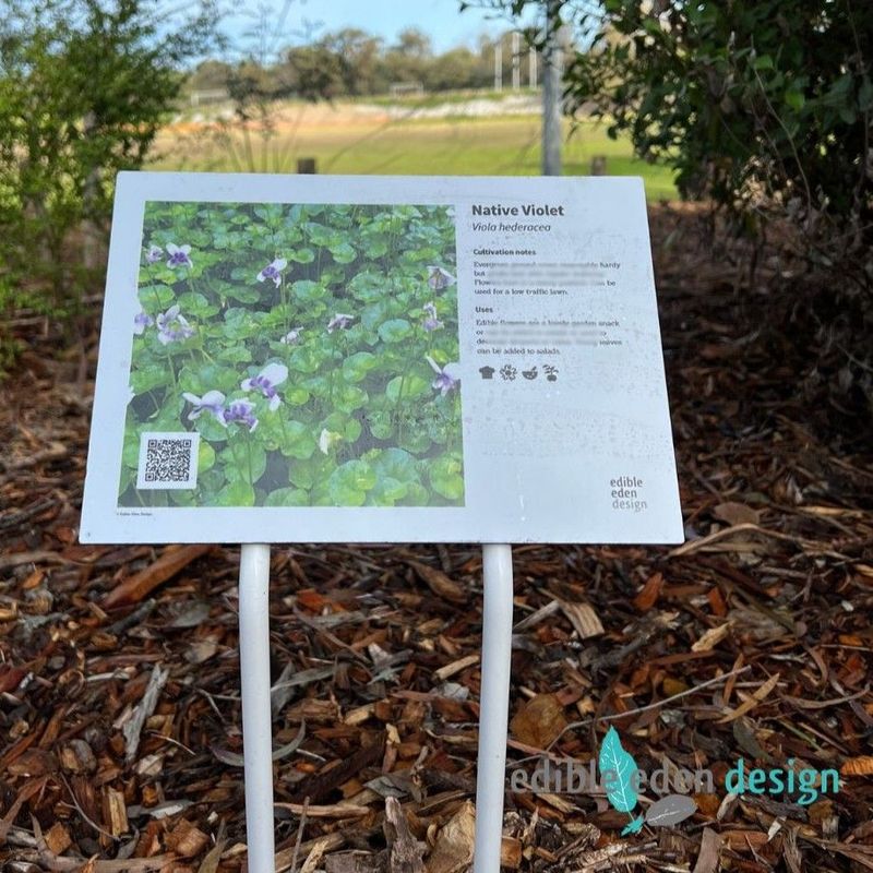 Native Violet - Bush Food Plant ID Interpretive Sign Native Violet - Bush Food Plant ID Interpretive Sign