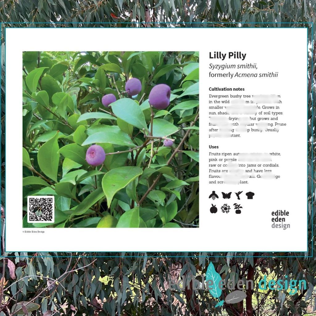 Lilly Pilly - Bush Food Plant ID Interpretive Sign - Syzgium smithii, Acmena smithii