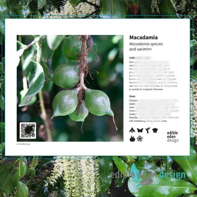 Macadamia - Bush Food Plant ID Interpretive Sign