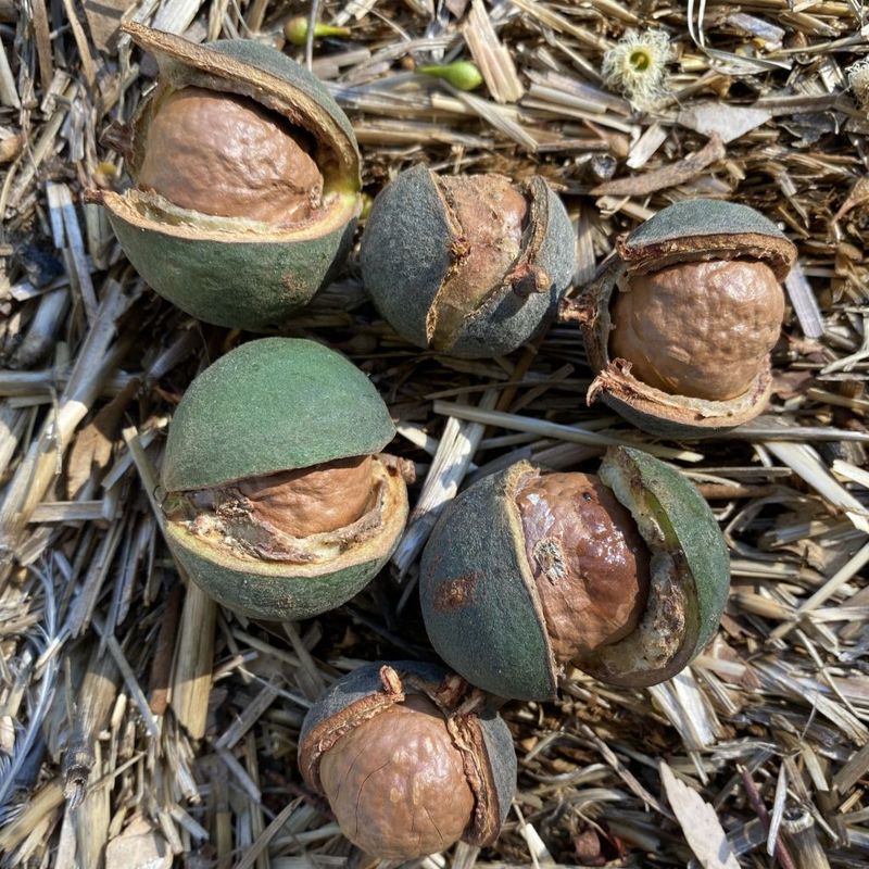 Macadamia - Bush Food Plant ID Interpretive Sign