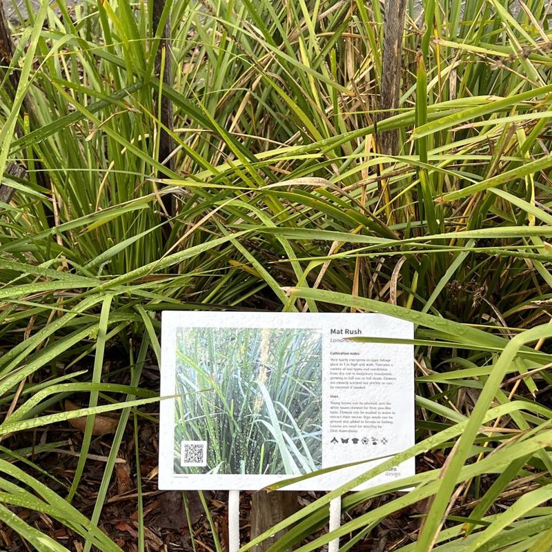 Mat Rush - Bush Food Plant ID Interpretive Sign