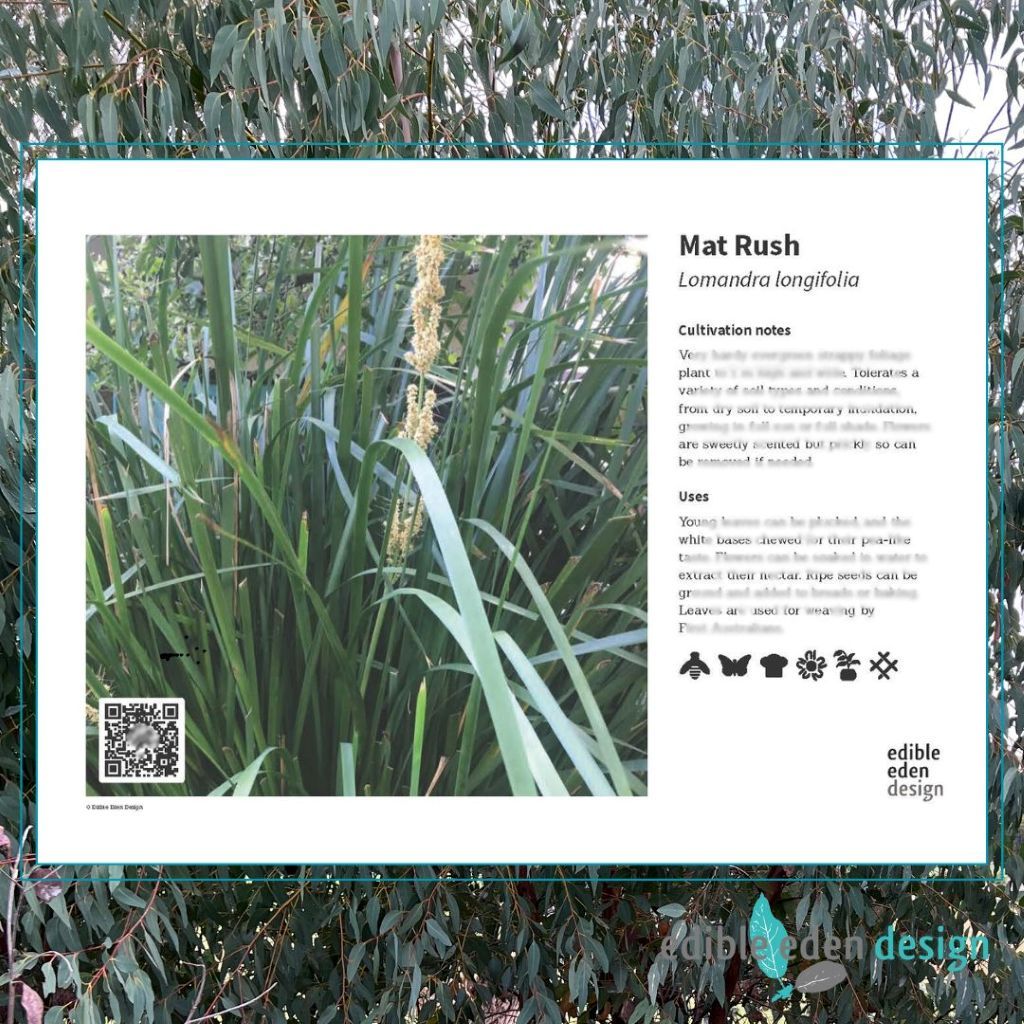 Mat Rush - Bush Food Plant ID Interpretive Sign Mat Rush - Bush Food Plant ID Interpretive Sign