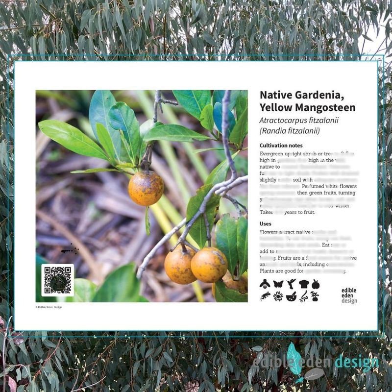 Native Gardenia, Yellow Mangosteen - Bush Food Plant ID Interpretive Sign