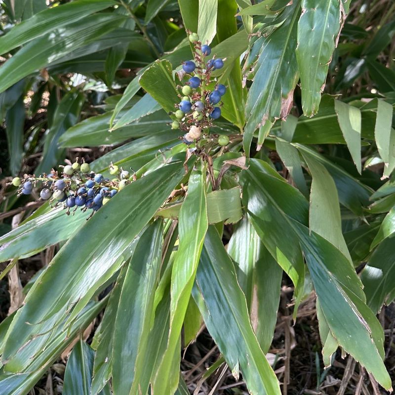Native Ginger - Bush Food Plant ID Interpretive Sign