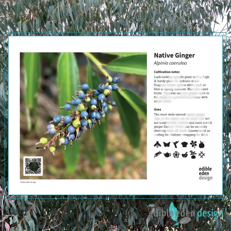 Native Ginger - Bush Food Plant ID Interpretive Sign