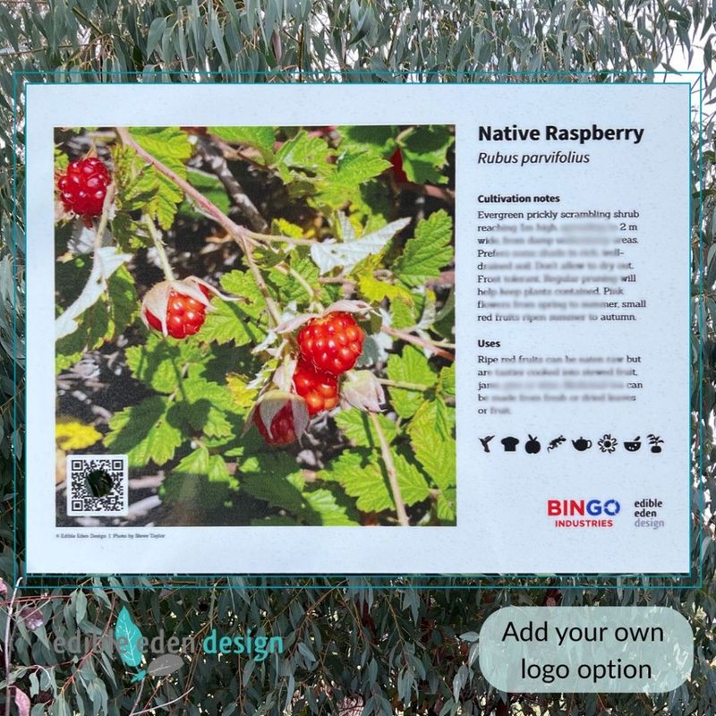 Native Raspberry - Bush Food Plant ID Interpretive Sign - Rubus parvifolius