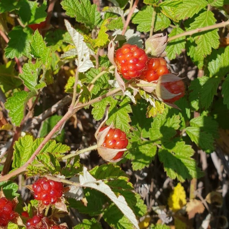Native Raspberry - Bush Food Plant ID Interpretive Sign - Rubus parvifolius