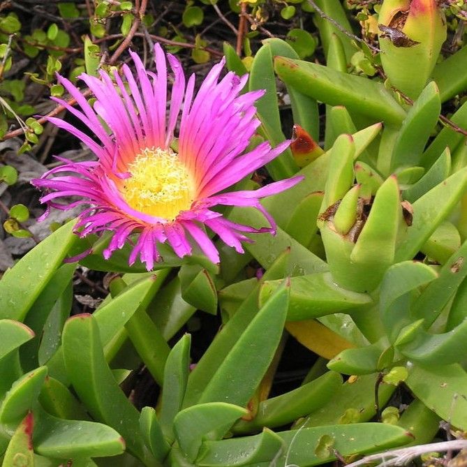 Pigface, Coastal Fig - Bush Food Plant ID Interpretive Sign