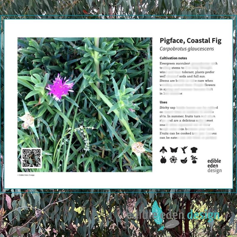 Pigface, Coastal Fig - Bush Food Plant ID Interpretive Sign