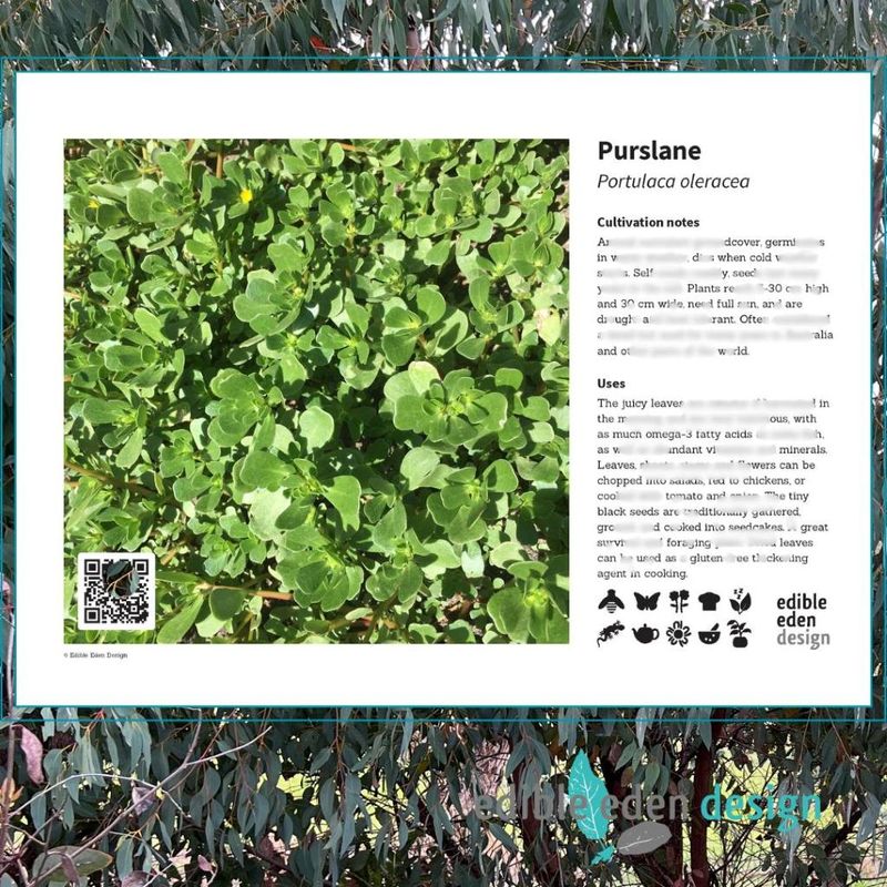 Purslane - Bush Food Plant ID Interpretive Sign Purslane - Bush Food Plant ID Interpretive Sign