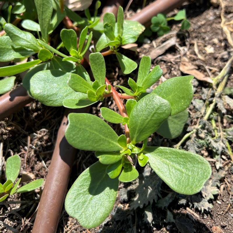 Purslane - Bush Food Plant ID Interpretive Sign