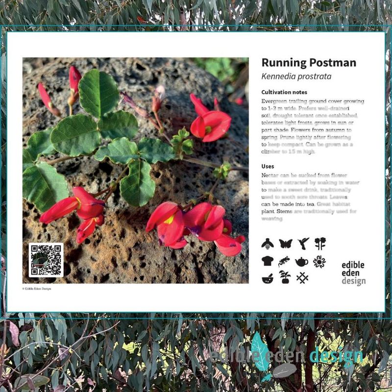 Running Postman - Bush Food Plant ID Interpretive Sign Running Postman - Bush Food Plant ID Interpretive Sign