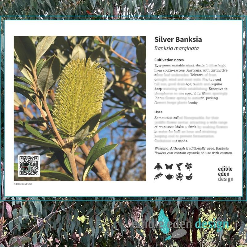 Silver Banksia - Bush Food Plant ID Interpretive Sign Silver Banksia - Bush Food Plant ID Interpretive Sign