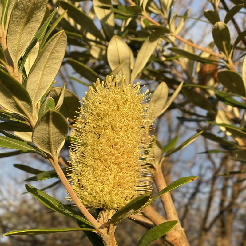 Silver Banksia - Bush Food Plant ID Interpretive Sign