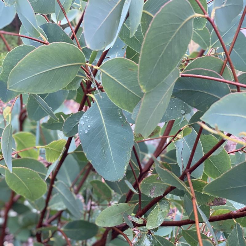 Strawberry Gum - Bush Food Plant ID Interpretive Sign