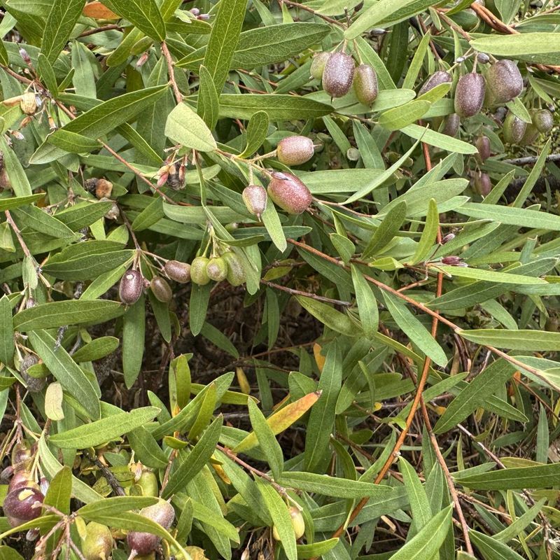Sweet Apple Berry - Bush Food Plant ID Interpretive Sign