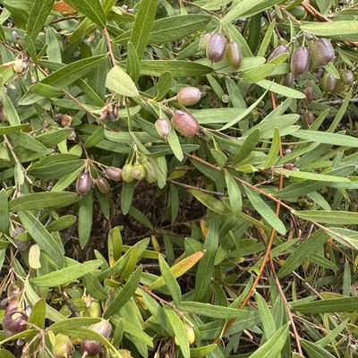 Sweet Apple Berry - Bush Food Plant ID Interpretive Sign