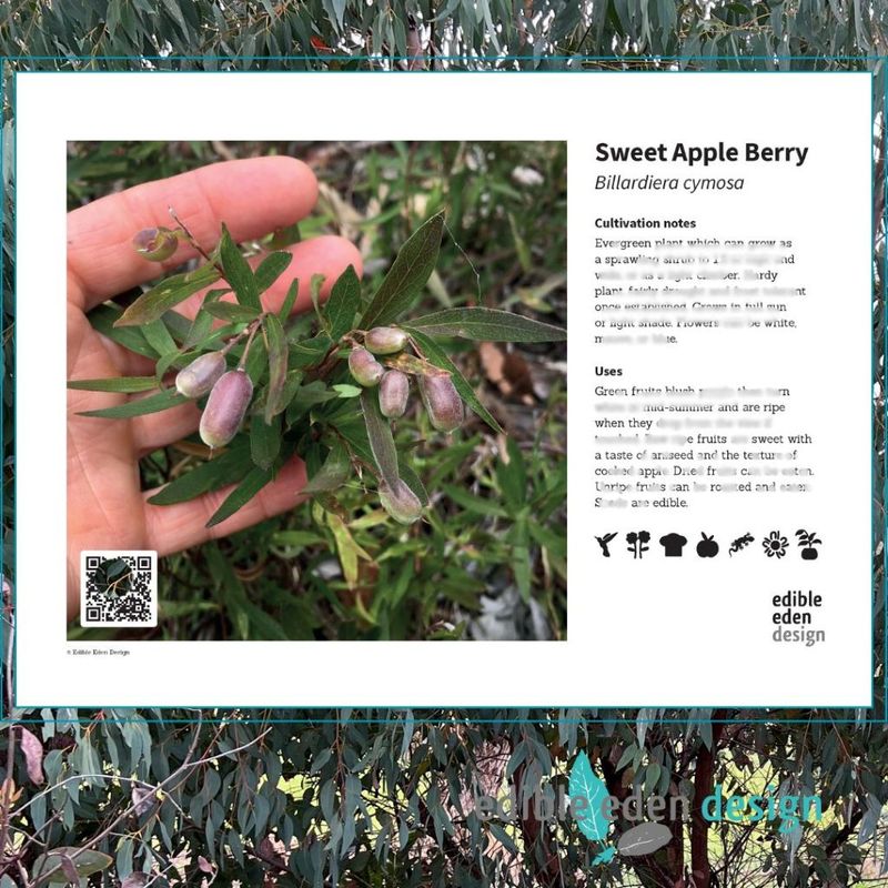 Sweet Apple Berry - Bush Food Plant ID Interpretive Sign