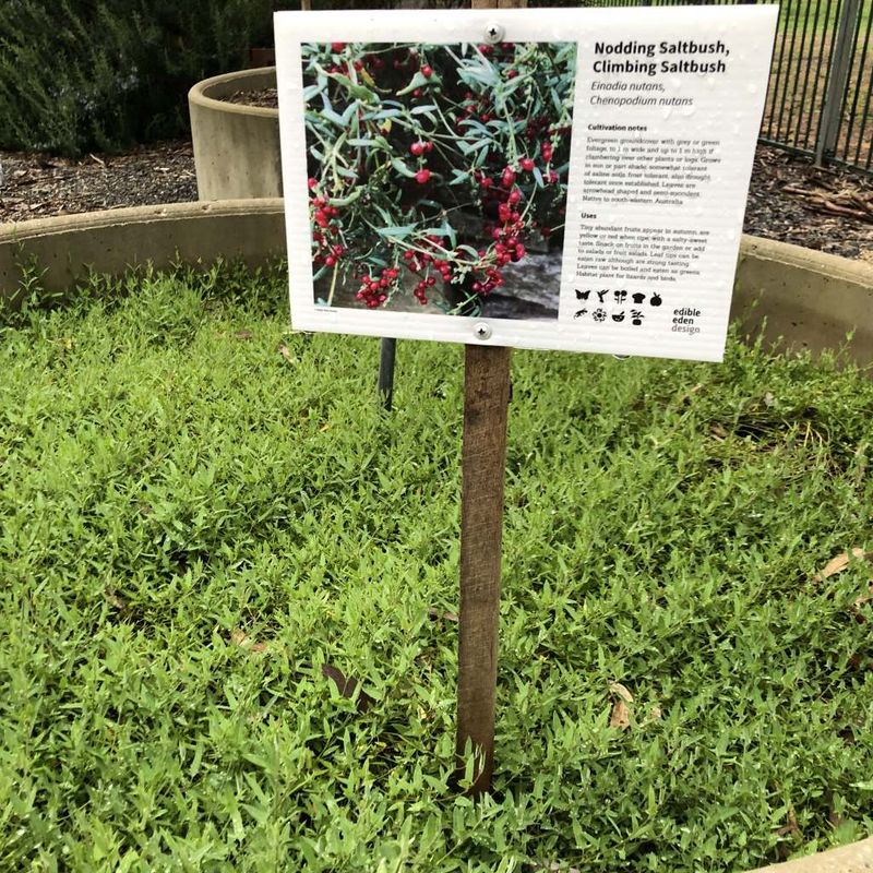 Nodding Saltbush, Climbing Saltbush - Bush Food Plant ID Interpretive Sign