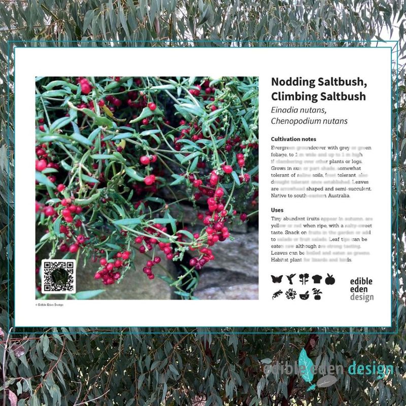 Nodding Saltbush, Climbing Saltbush - Bush Food Plant ID Interpretive Sign
