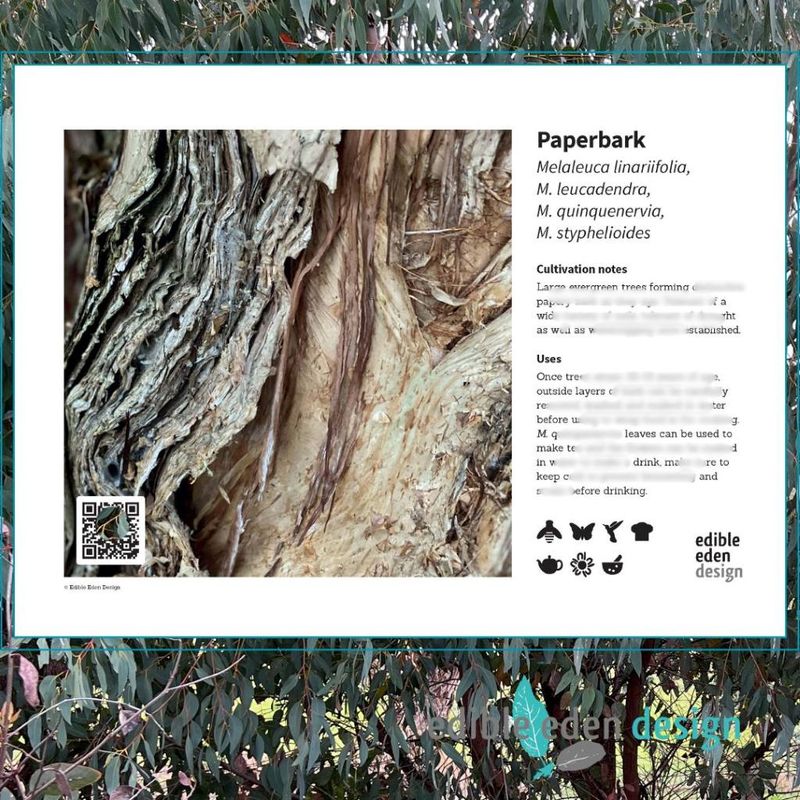 Paperbark - Bush Food Plant ID Interpretive Sign