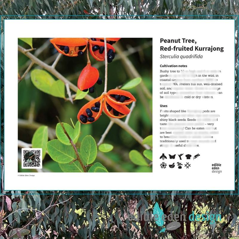 Peanut Tree, Red-fruited Kurrajong - Bush Food Plant ID Interpretive Sign