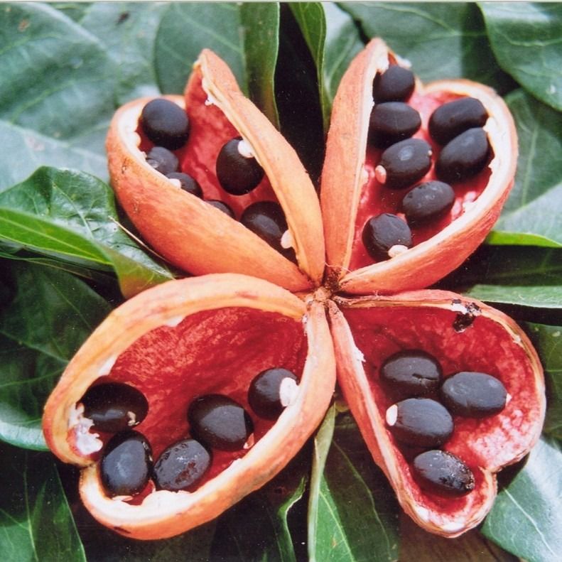 Peanut Tree, Red-fruited Kurrajong - Bush Food Plant ID Interpretive Sign