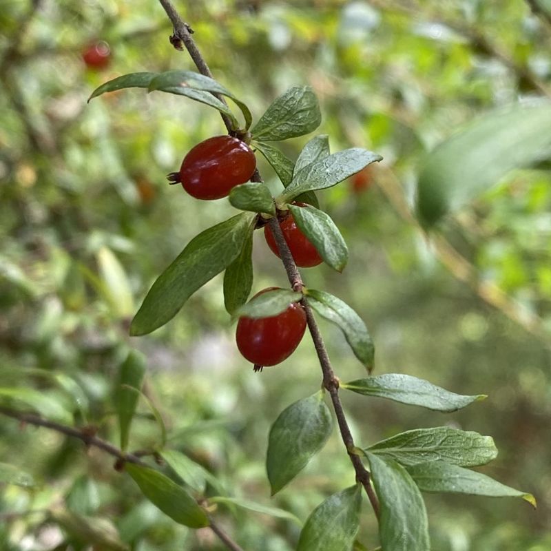 Prickly Currant, Native Currant - Bush Food Plant ID Interpretive Sign
