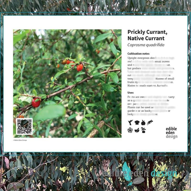 Prickly Currant, Native Currant - Bush Food Plant ID Interpretive Sign