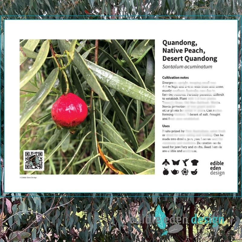 Quandong, Native Peach, Desert Quandong - Bush Food Plant ID Interpretive Sign Quandong, Native Peach, Desert Quandong - Bush Food Plant ID Interpretive Sign