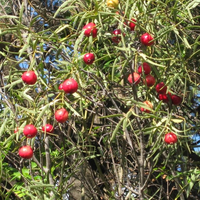 Quandong, Native Peach, Desert Quandong - Bush Food Plant ID Interpretive Sign
