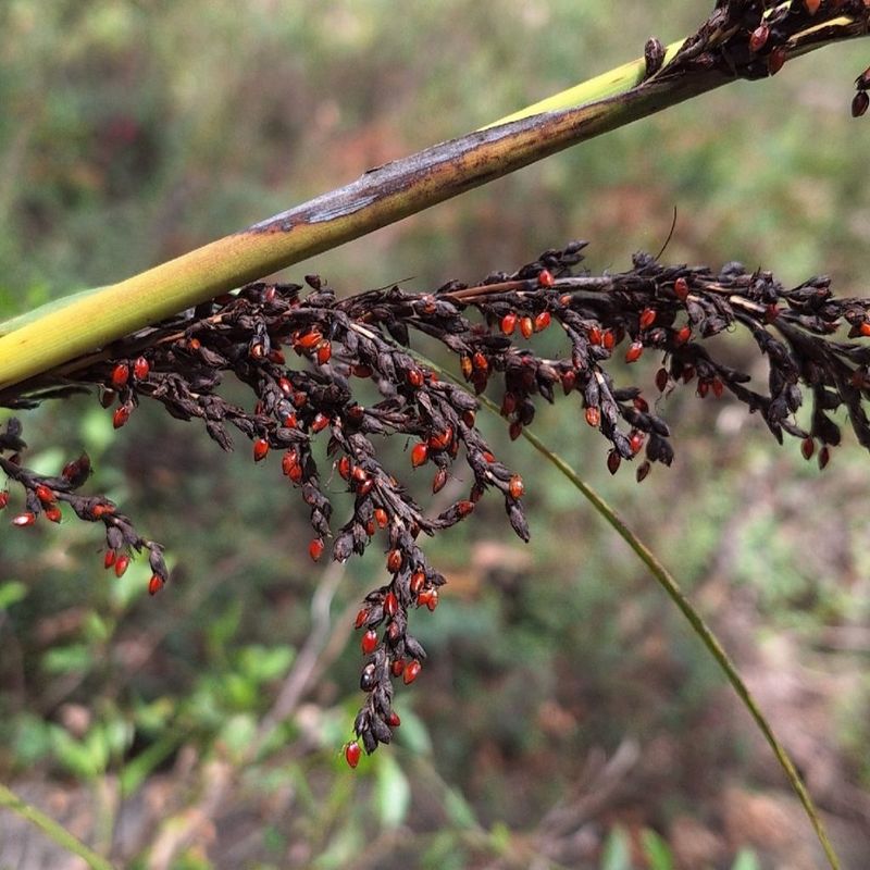 Red Fruit Saw Sedge - Bush Food Plant ID Interpretive Sign