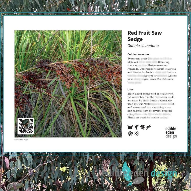 Red Fruit Saw Sedge - Bush Food Plant ID Interpretive Sign Red Fruit Saw Sedge - Bush Food Plant ID Interpretive Sign