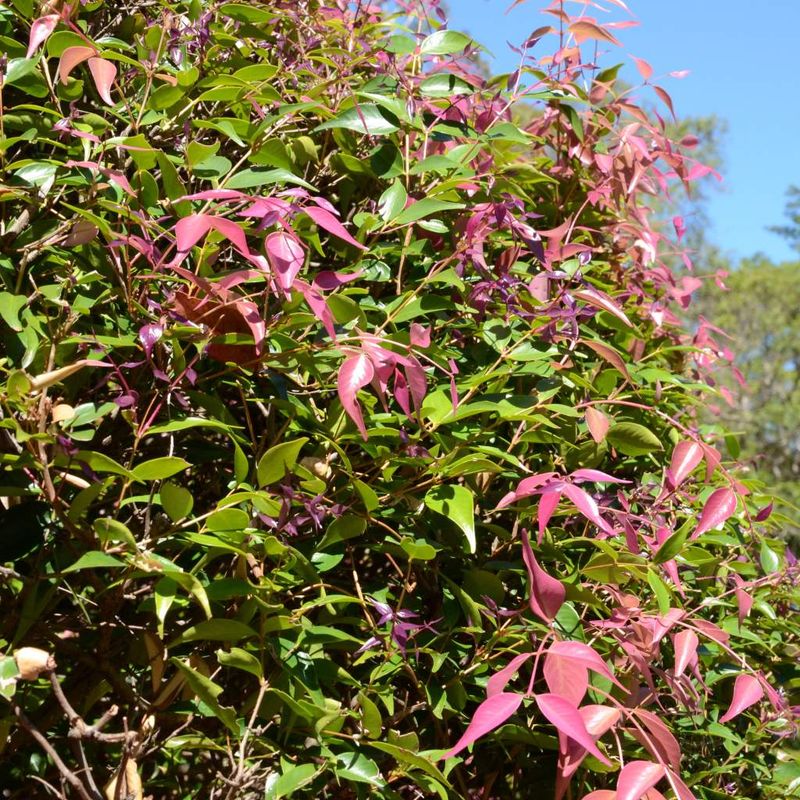 Riberry, Small-leaved Lilly Pilly - Bush Food Plant ID Interpretive Sign