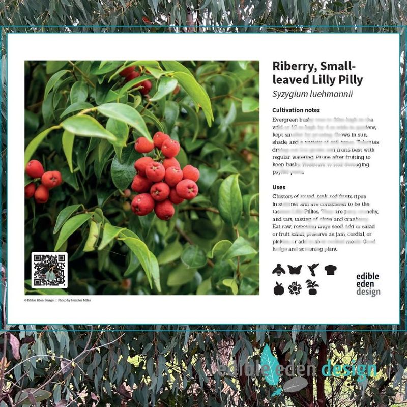 Riberry, Small-leaved Lilly Pilly - Bush Food Plant ID Interpretive Sign Riberry, Small-leaved Lilly Pilly - Bush Food Plant ID Interpretive Sign