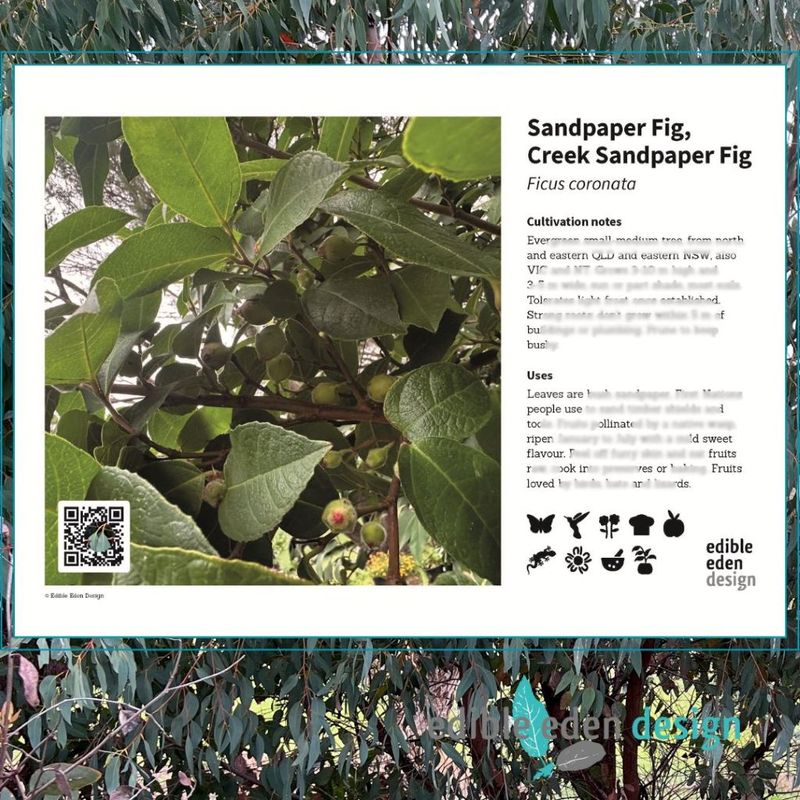 Sandpaper Fig, Creek Sandpaper Fig- Bush Food Plant ID Interpretive Sign Sandpaper Fig, Creek Sandpaper Fig- Bush Food Plant ID Interpretive Sign
