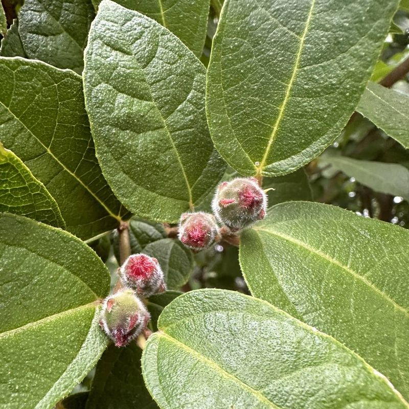 Sandpaper Fig, Creek Sandpaper Fig- Bush Food Plant ID Interpretive Sign