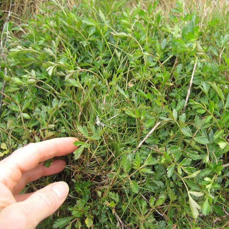 Sea Parsley, Sea Celery - Bush Food Plant ID Interpretive Sign