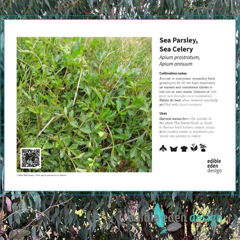 Sea Parsley, Sea Celery - Bush Food Plant ID Interpretive Sign Sea Parsley, Sea Celery - Bush Food Plant ID Interpretive Sign