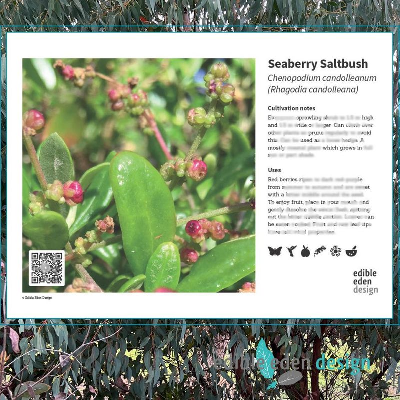 Seaberry Saltbush - Bush Food Plant ID Interpretive Sign Seaberry Saltbush - Bush Food Plant ID Interpretive Sign