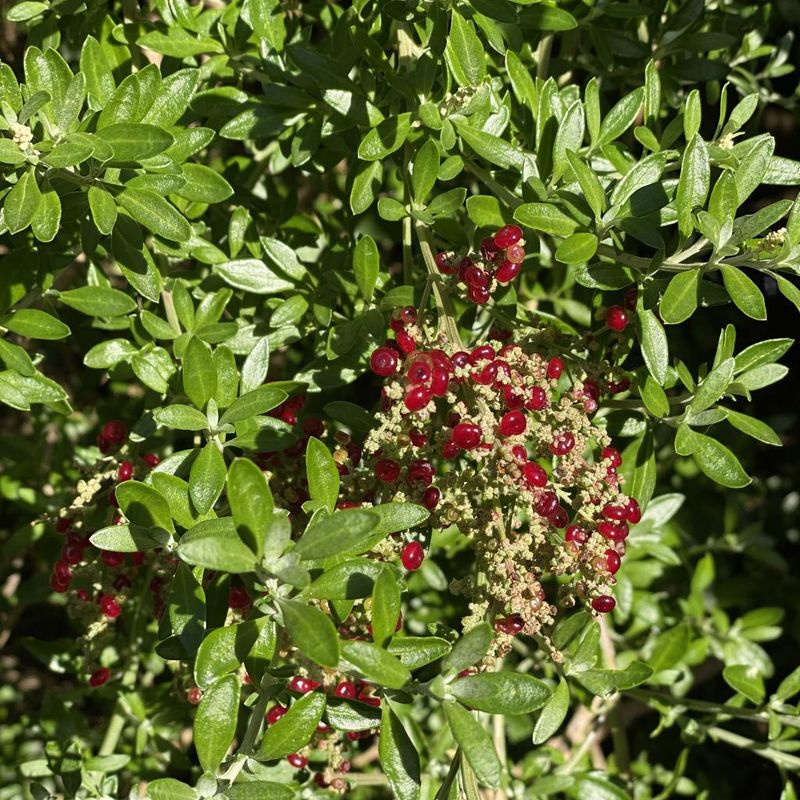 Seaberry Saltbush - Bush Food Plant ID Interpretive Sign
